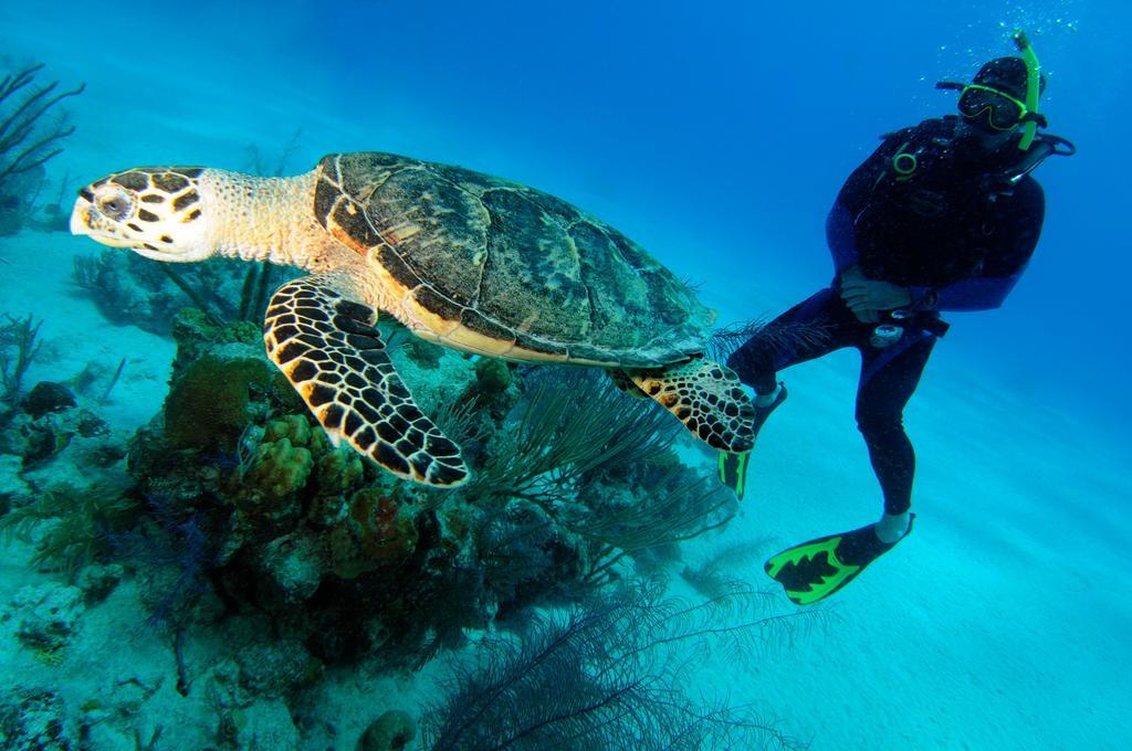 Bohio Dive Resort Cockburn Town Exteriér fotografie